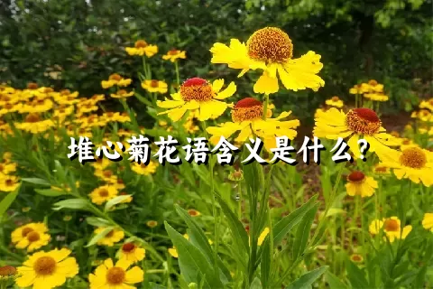 堆心菊花语含义是什么？