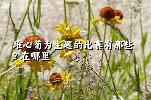 堆心菊为主题的比赛有那些？在哪里