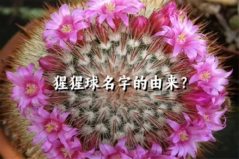 猩猩球名字的由来？