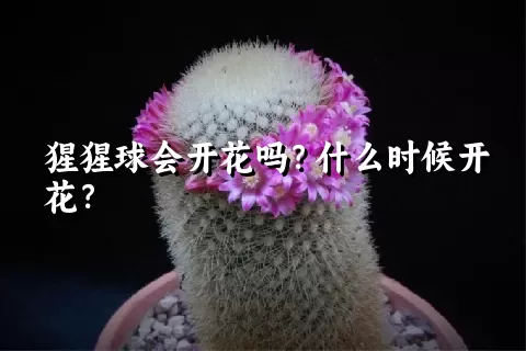 猩猩球会开花吗？什么时候开花？