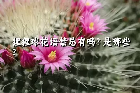 猩猩球花语禁忌有吗？是哪些？