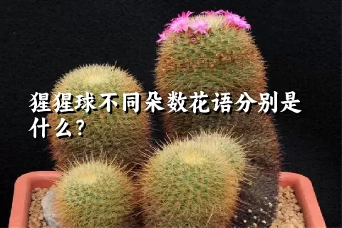 猩猩球不同朵数花语分别是什么？