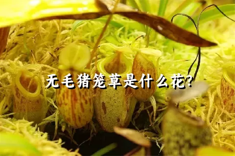 无毛猪笼草是什么花？