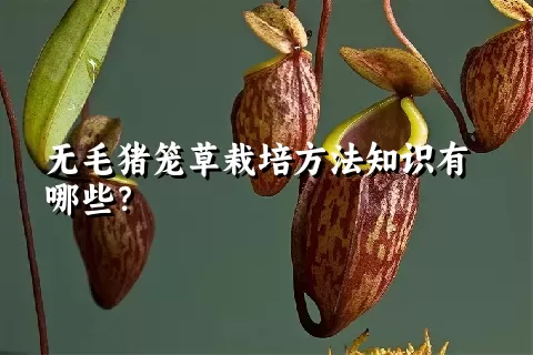 无毛猪笼草栽培方法知识有哪些？