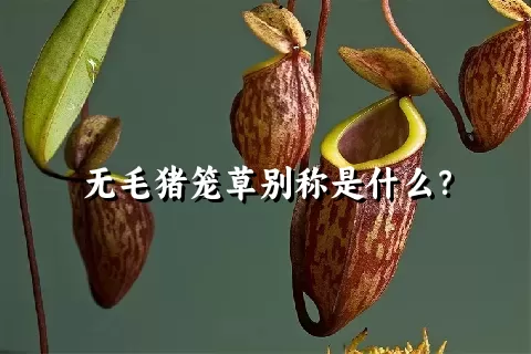 无毛猪笼草别称是什么？