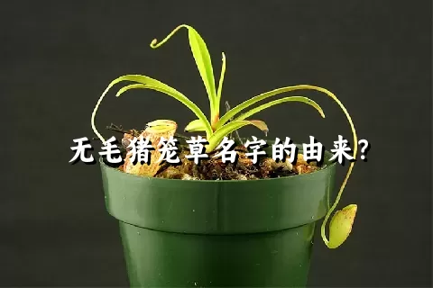 无毛猪笼草名字的由来？