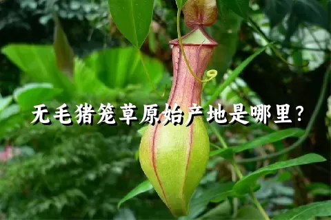 无毛猪笼草原始产地是哪里？