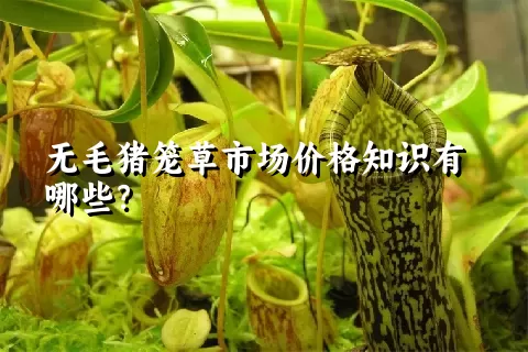 无毛猪笼草市场价格知识有哪些？