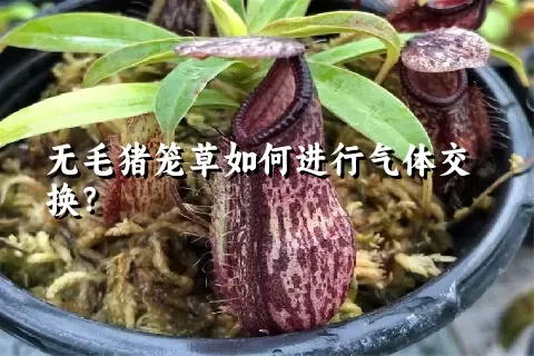 无毛猪笼草如何进行气体交换？