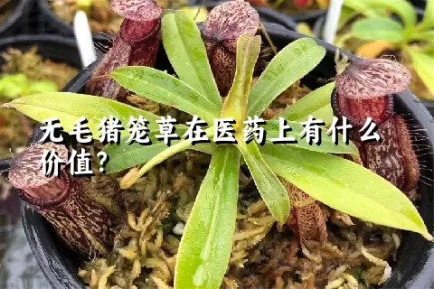 无毛猪笼草在医药上有什么价值？