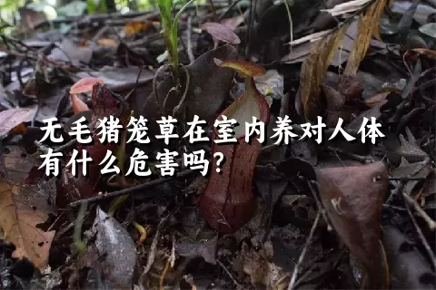 无毛猪笼草在室内养对人体有什么危害吗？