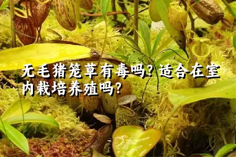 无毛猪笼草有毒吗？适合在室内栽培养殖吗？