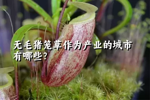 无毛猪笼草作为产业的城市有哪些？