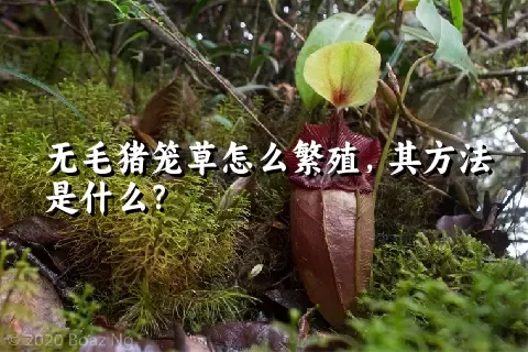 无毛猪笼草怎么繁殖，其方法是什么？