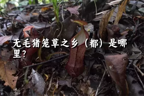 无毛猪笼草之乡（都）是哪里？