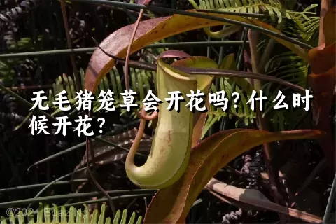 无毛猪笼草会开花吗？什么时候开花？