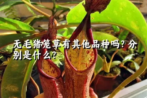 无毛猪笼草有其他品种吗？分别是什么？