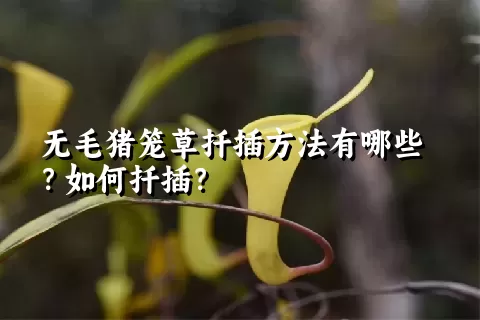 无毛猪笼草扦插方法有哪些？如何扦插？