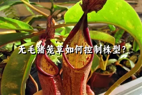 无毛猪笼草如何控制株型？