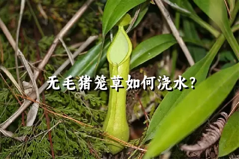 无毛猪笼草如何浇水？