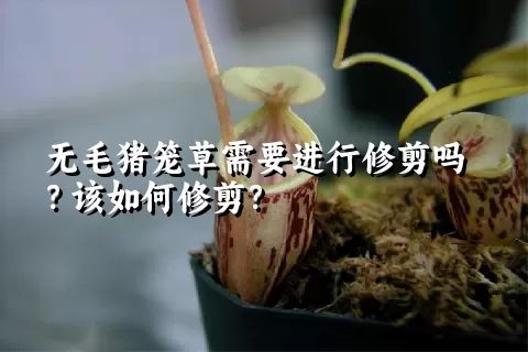 无毛猪笼草需要进行修剪吗？该如何修剪？