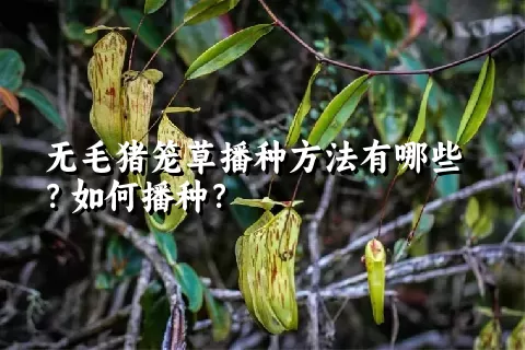 无毛猪笼草播种方法有哪些？如何播种？