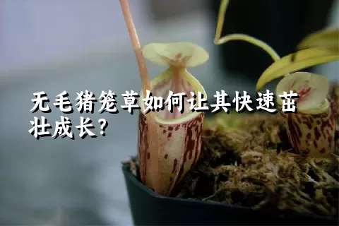 无毛猪笼草如何让其快速茁壮成长？