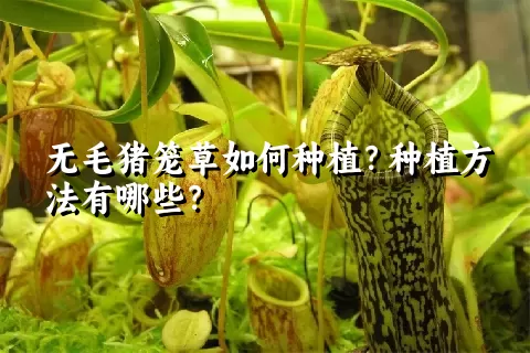 无毛猪笼草如何种植？种植方法有哪些？