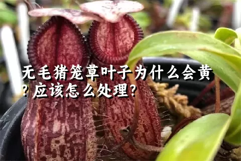 无毛猪笼草叶子为什么会黄？应该怎么处理？