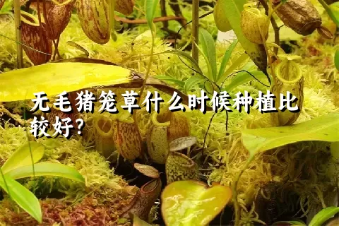 无毛猪笼草什么时候种植比较好？