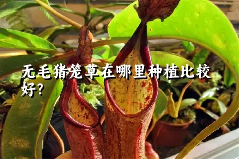 无毛猪笼草在哪里种植比较好？