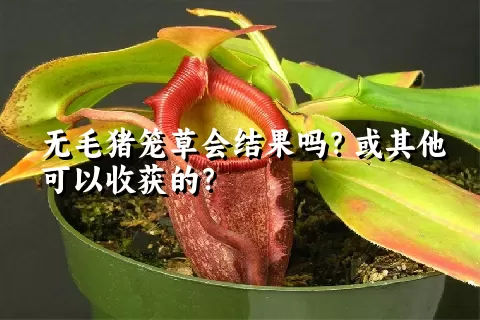 无毛猪笼草会结果吗？或其他可以收获的？