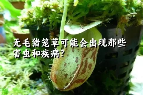 无毛猪笼草可能会出现那些害虫和疾病？