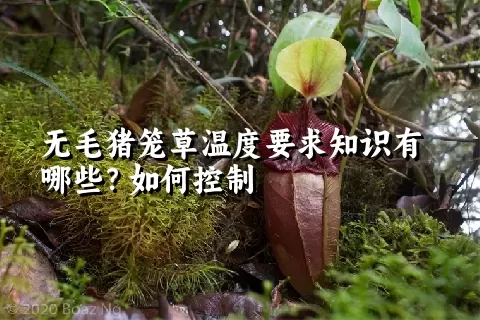 无毛猪笼草温度要求知识有哪些？如何控制