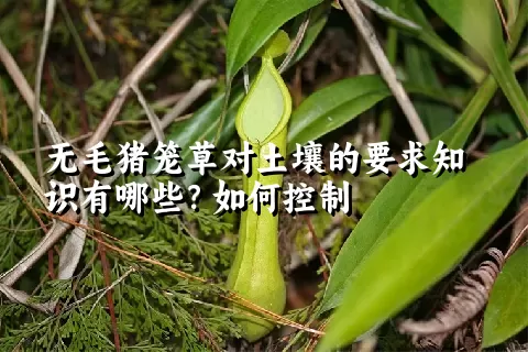 无毛猪笼草对土壤的要求知识有哪些？如何控制