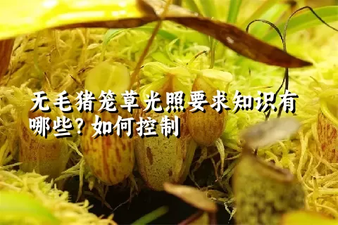 无毛猪笼草光照要求知识有哪些？如何控制