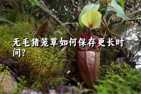 无毛猪笼草如何保存更长时间？