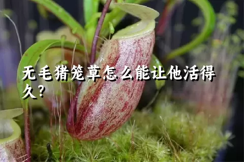 无毛猪笼草怎么能让他活得久？