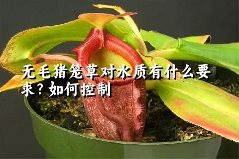 无毛猪笼草对水质有什么要求？如何控制