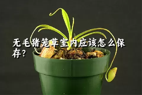 无毛猪笼草室内应该怎么保存？