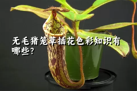 无毛猪笼草插花色彩知识有哪些？