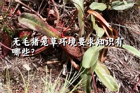 无毛猪笼草环境要求知识有哪些？