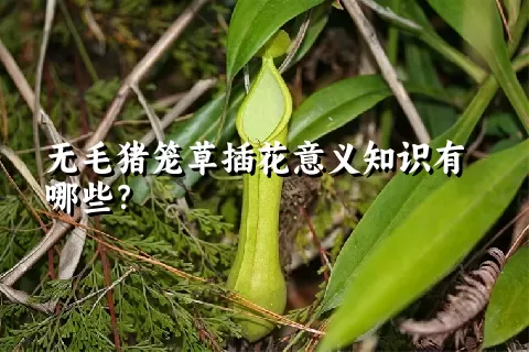 无毛猪笼草插花意义知识有哪些？