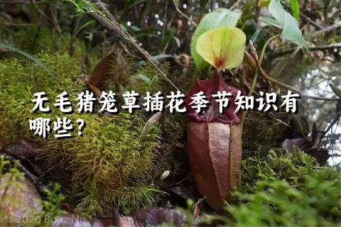 无毛猪笼草插花季节知识有哪些？