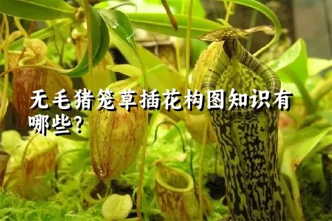 无毛猪笼草插花构图知识有哪些？