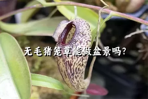 无毛猪笼草能做盆景吗？