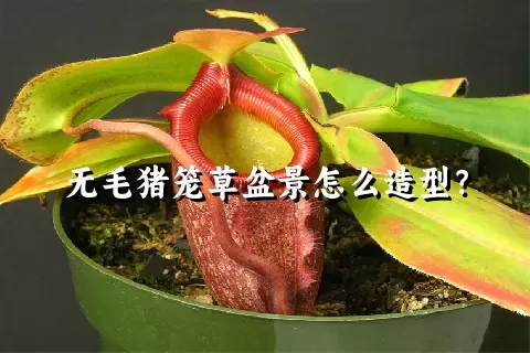 无毛猪笼草盆景怎么造型？