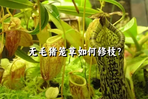 无毛猪笼草如何修枝？