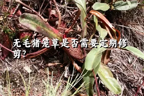 无毛猪笼草是否需要定期修剪？