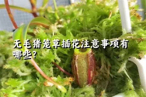 无毛猪笼草插花注意事项有哪些？